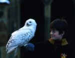 Young Harry Potter