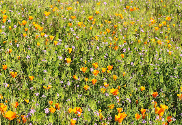 Best Wildflower Hikes In Orange County - Rockin Mama™