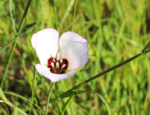 Wildflowers