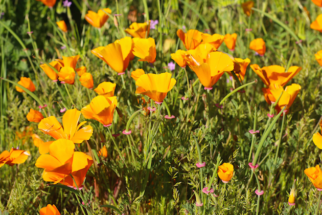 Best Wildflower Hikes In Orange County - Rockin Mama™