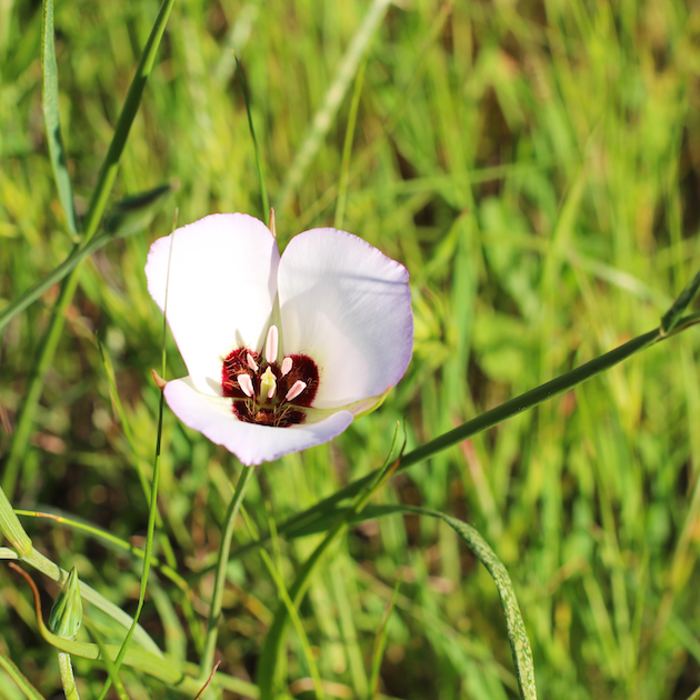 Best Wildflower Hikes In Orange County Rockin Mama™