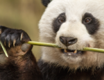 Panda Bear