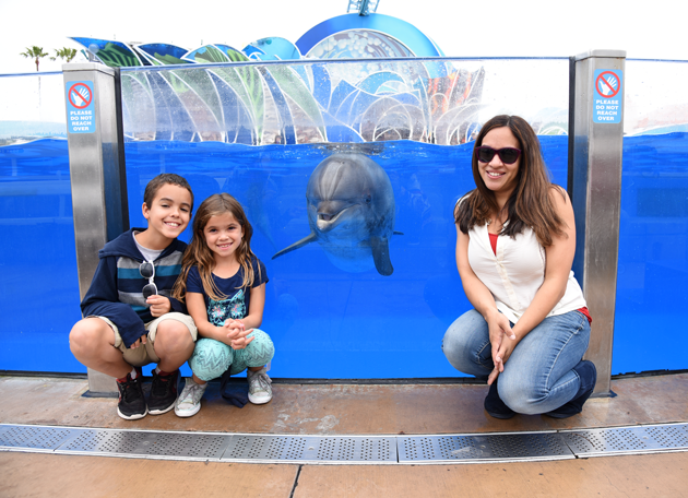 Dolphin at SeaWorld