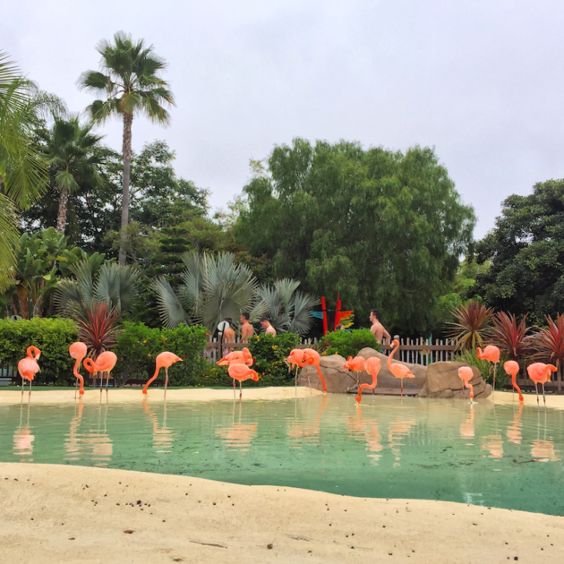 Flamingos