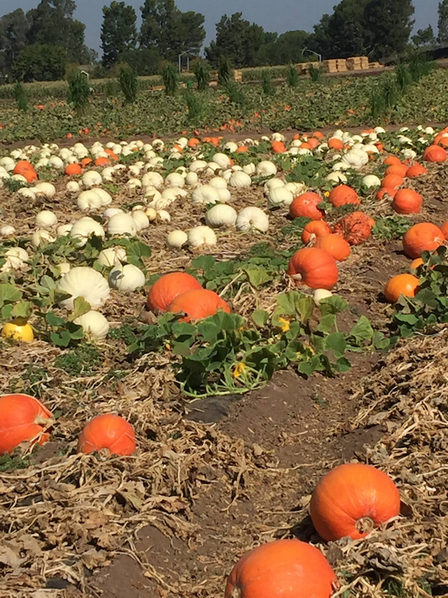 Tanaka Farms Pumpkin Patch