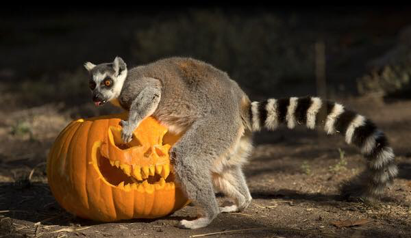 Boo at the Zoo