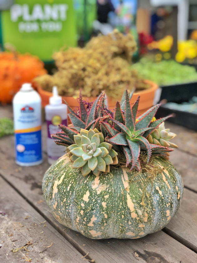DIY Pumpkin Succulent Planter