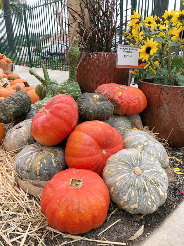 Heirloom Pumpkins