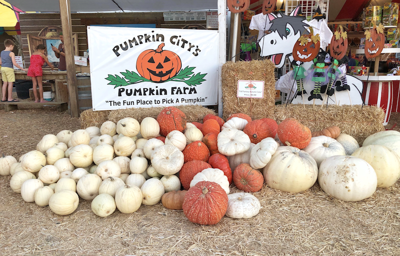 7 Ways to Celebrate Fall at Pumpkin City's Pumpkin Farm Rockin Mama™