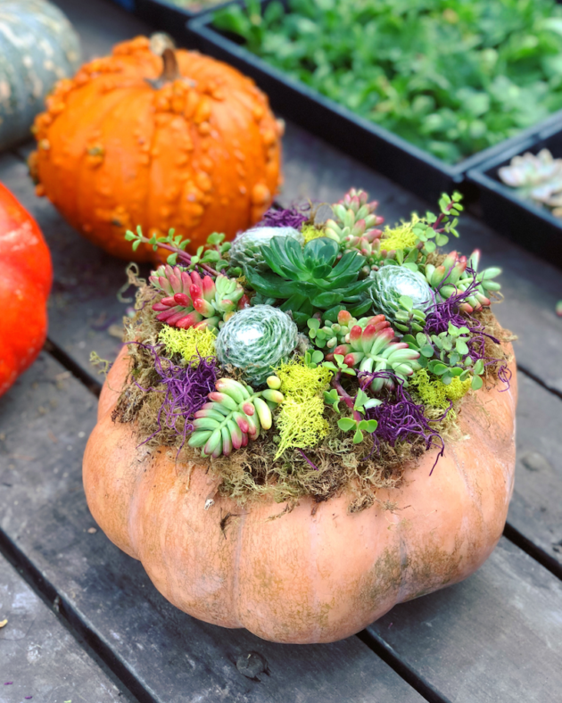 Pumpkin Succulent Planter