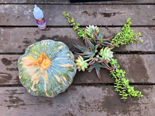 Pumpkin Succulent Planter Materials