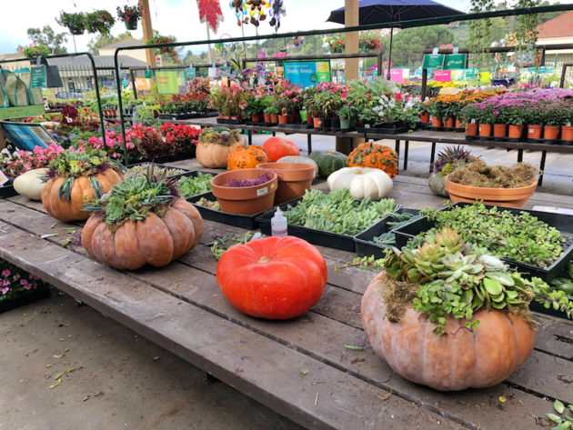 Pumpkin Succulent Planters