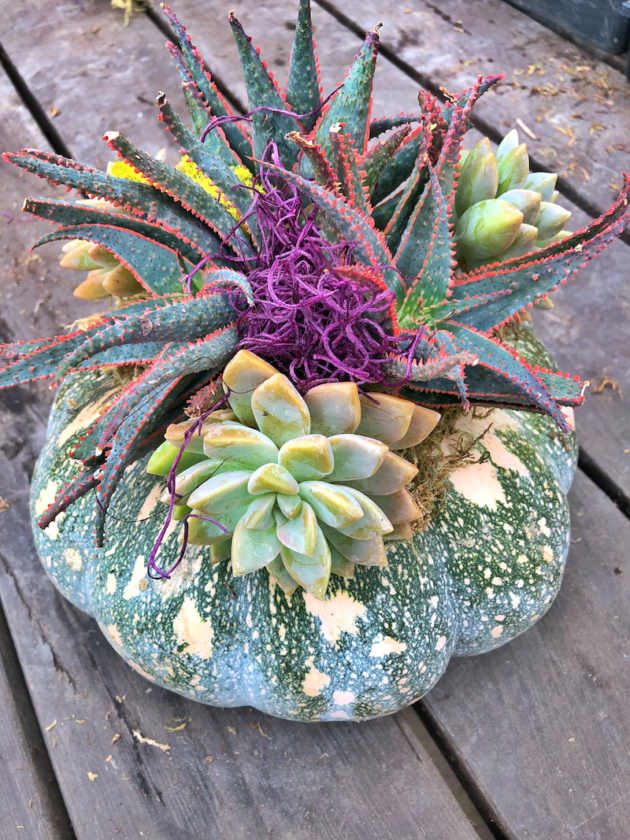 Pumpkin With Succulents Planter