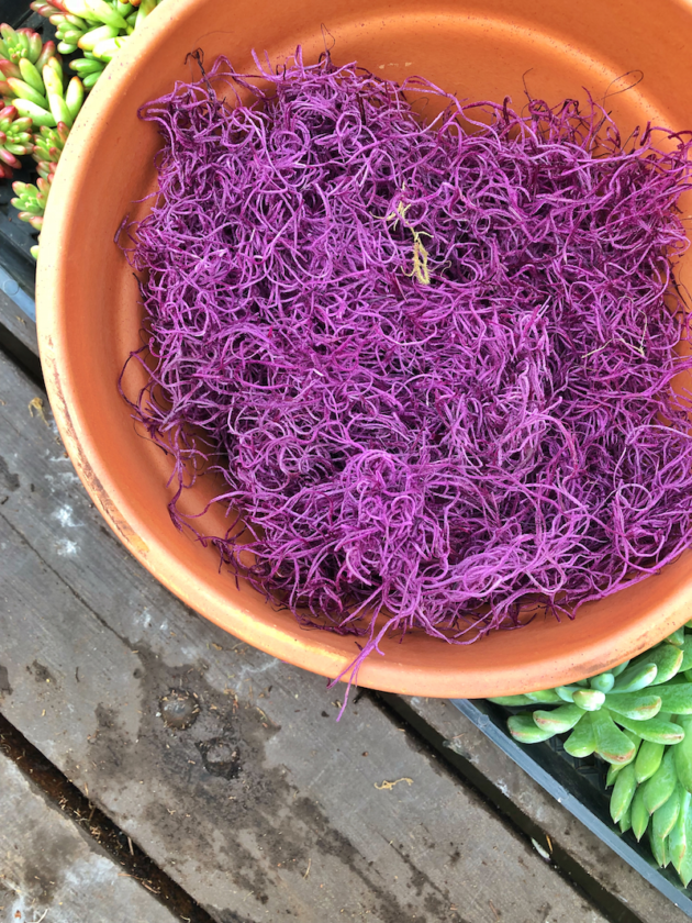 Purple Moss