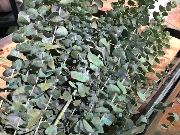 Eucalyptus