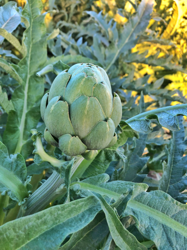 Artichoke