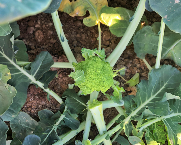 Broccoli Field