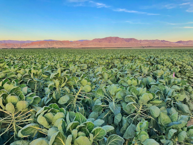 Brussels Sprouts Fields