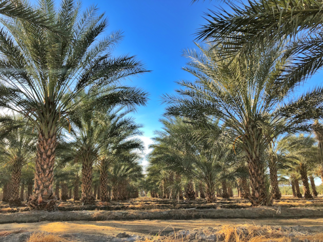 Date Palm Trees