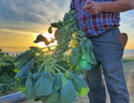 Farmer Jeff Percy