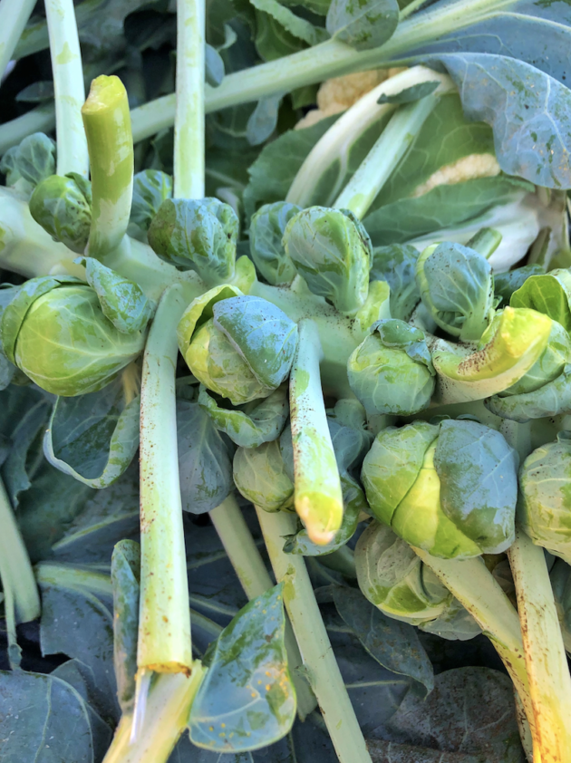 Fresh Brussels Sprouts