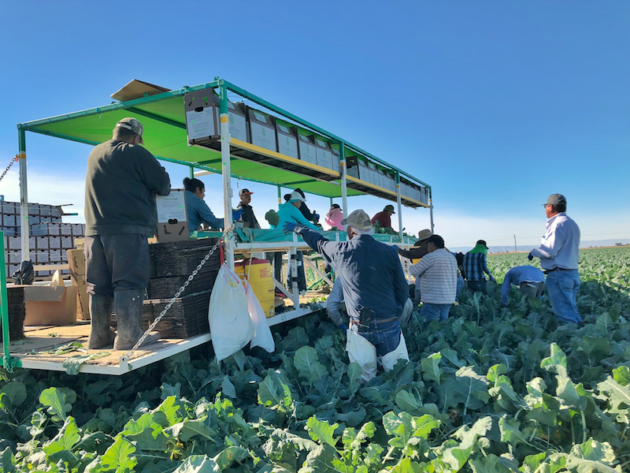 Harvesting Lettuce