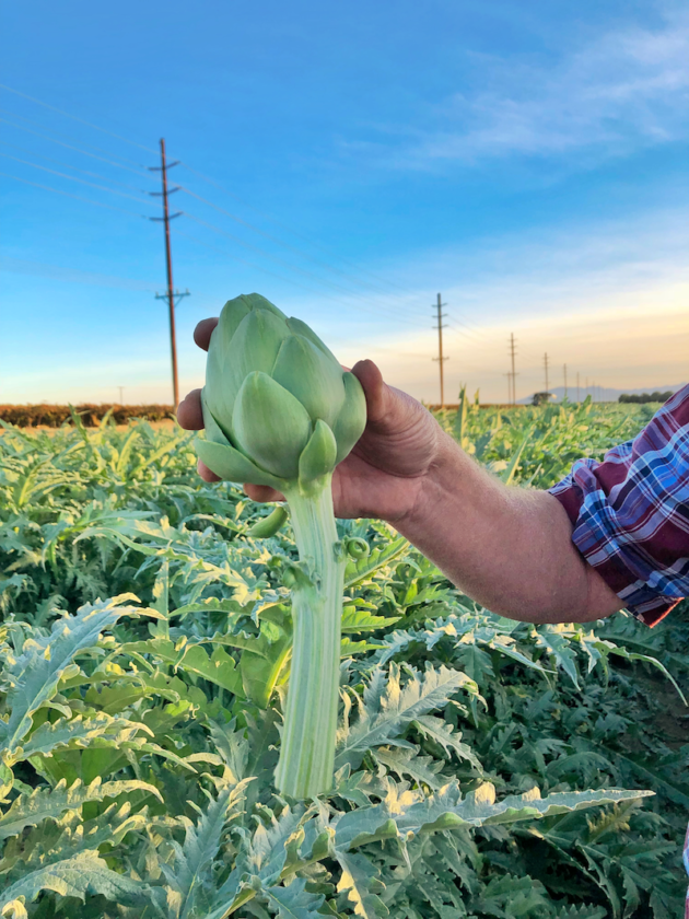 How Plant Tape Can Change Farming in California - A Crafty Spoonful