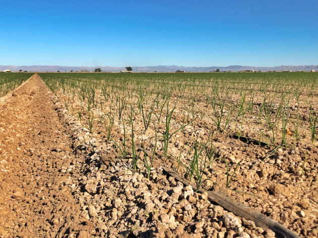 How Plant Tape Can Change Farming in California - A Crafty Spoonful