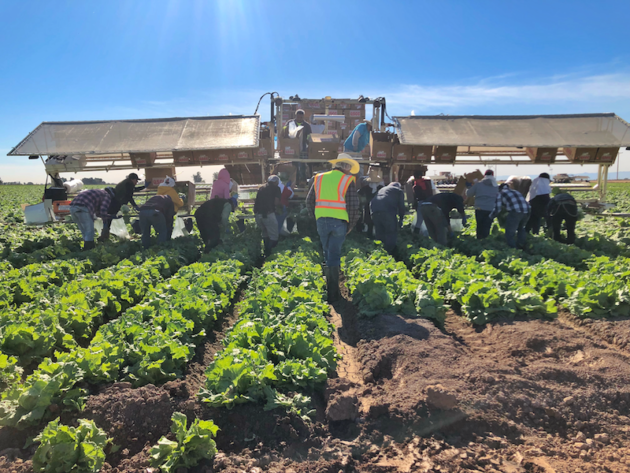 Lettuce Harvest