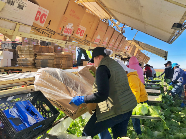 Packing Lettuce