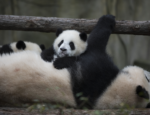 Baby Panda