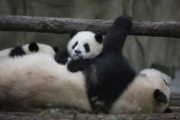 Baby Panda