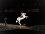 Horse at Medieval Times