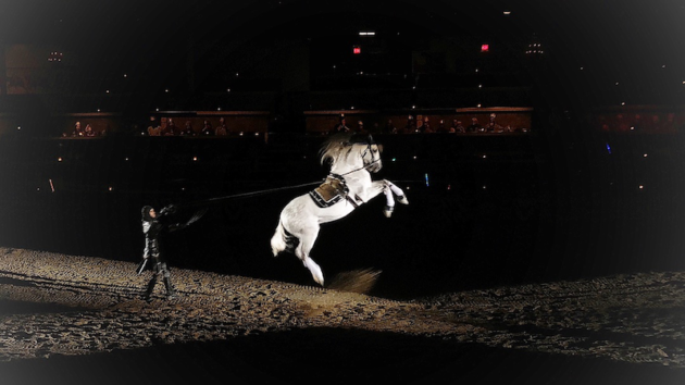 Horse at Medieval Times