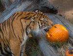 Tiger Pumpkin Boo at the LA Zoo