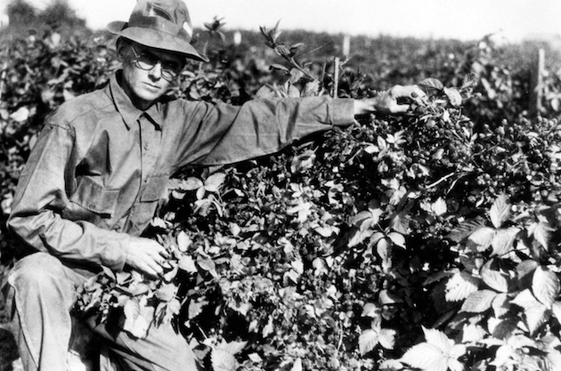 Walter Knott Tending Berries c.1946