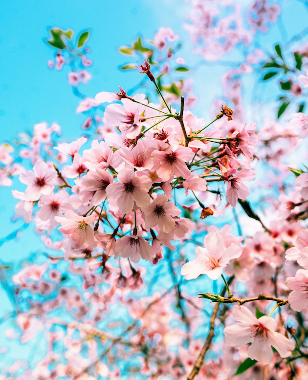 US Cherry Blossom Trees
