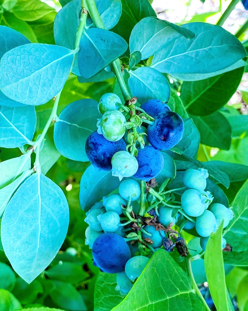 UPick Blueberries at Temecula Berry Company Rockin Mama™