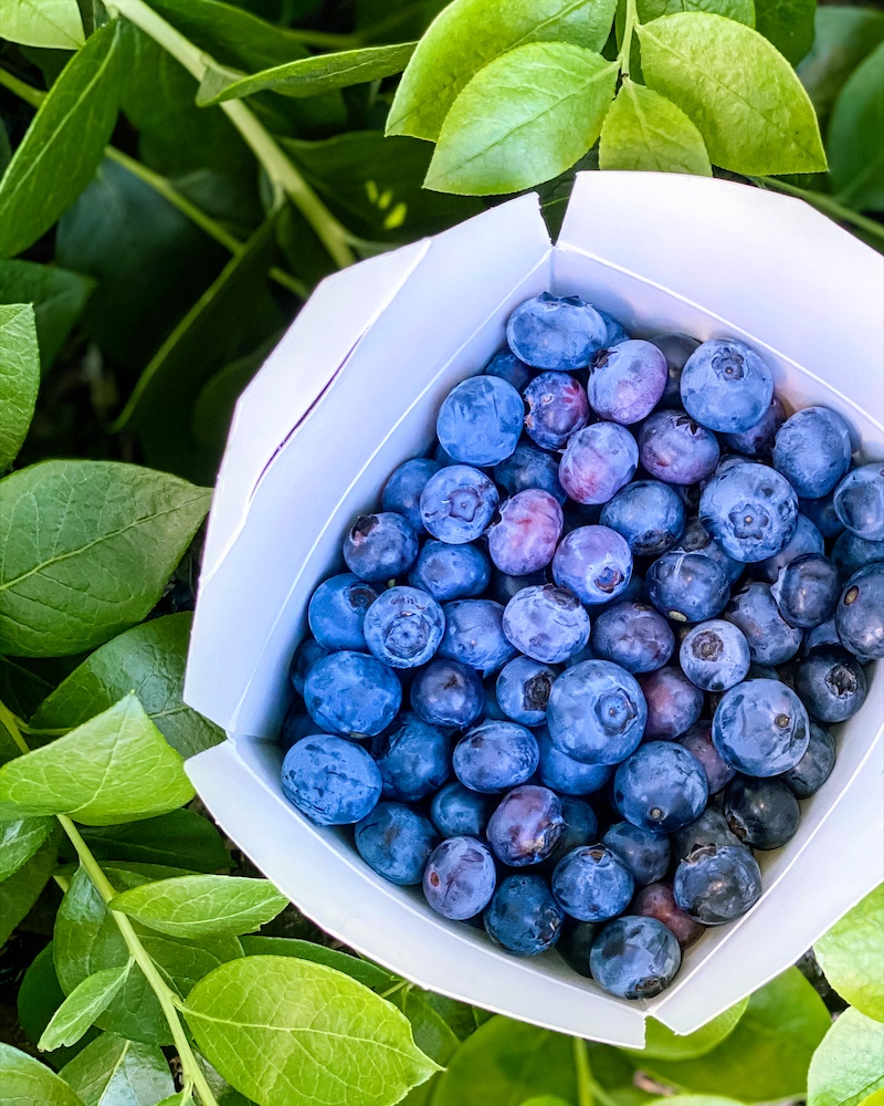 UPick Blueberries at Temecula Berry Company Rockin Mama™
