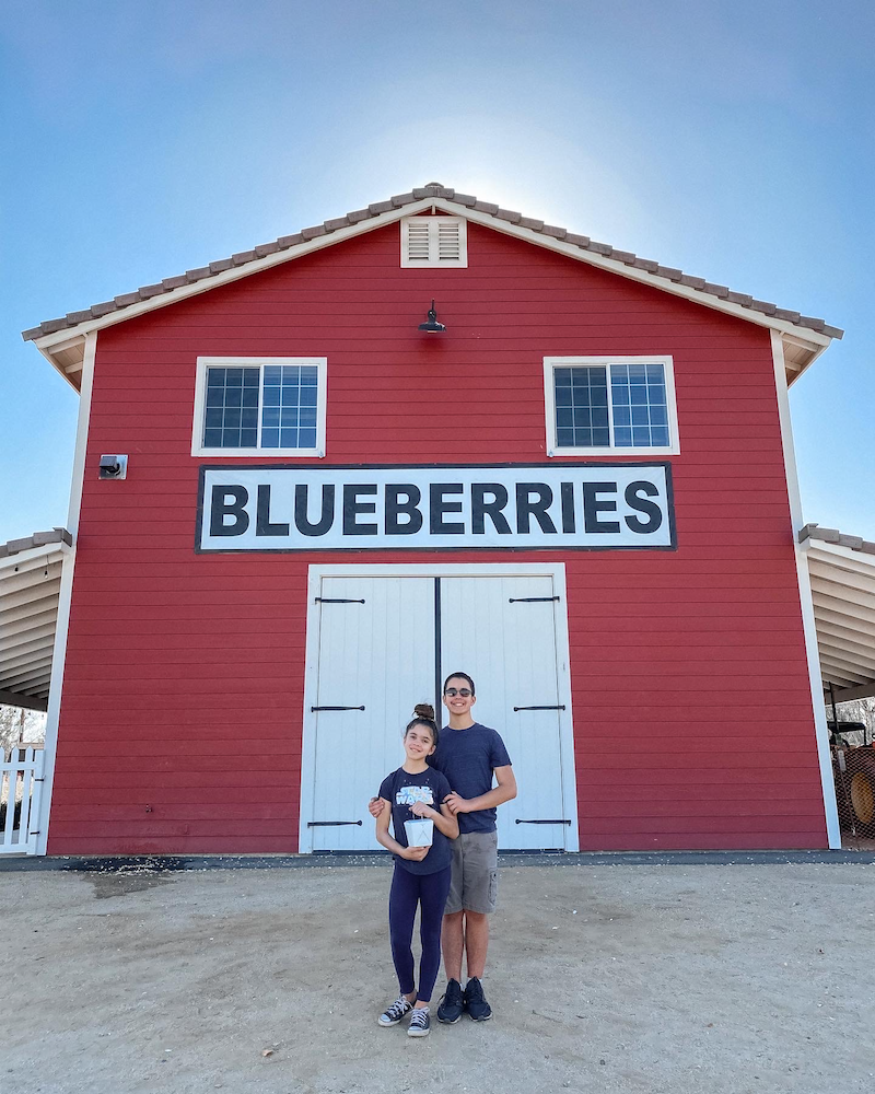 UPick Blueberries at Temecula Berry Company Rockin Mama™