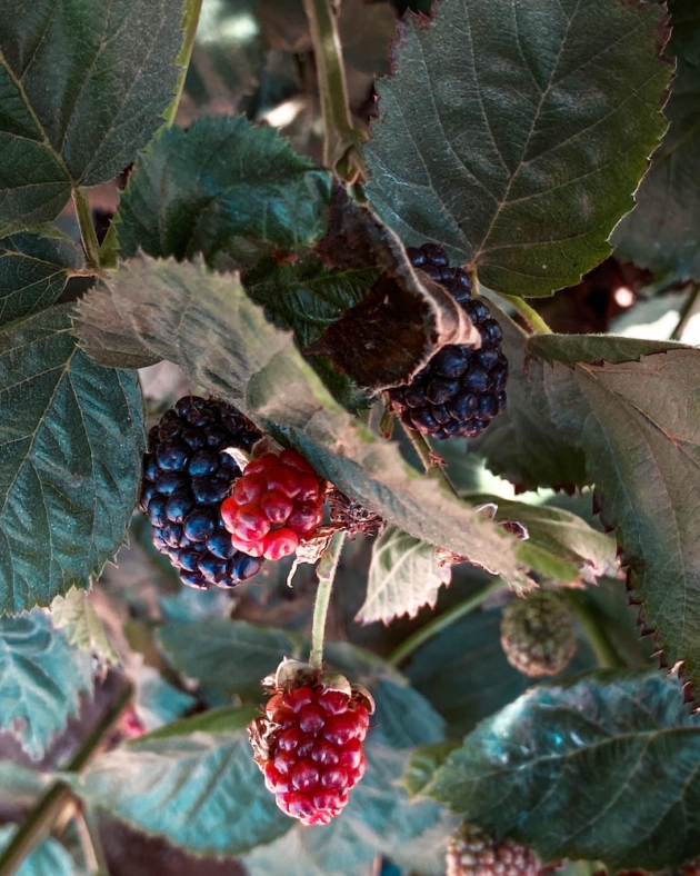 Blackberries on the Vine
