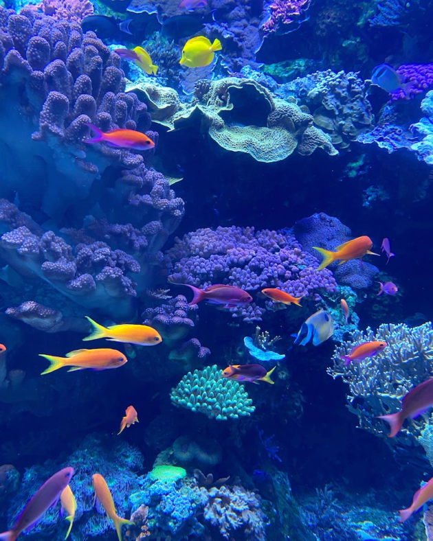 Coral Reefs: Nature's Underwater Cities at the Aquarium of the Pacific ...