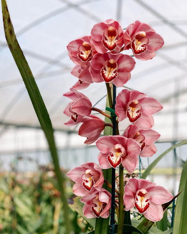 Cymbidium Orchids