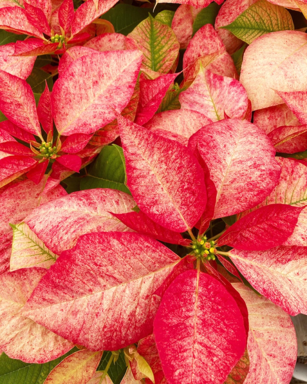 Poinsettias