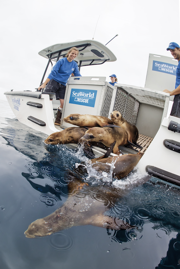 Sea Lion Rescue SeaWorld
