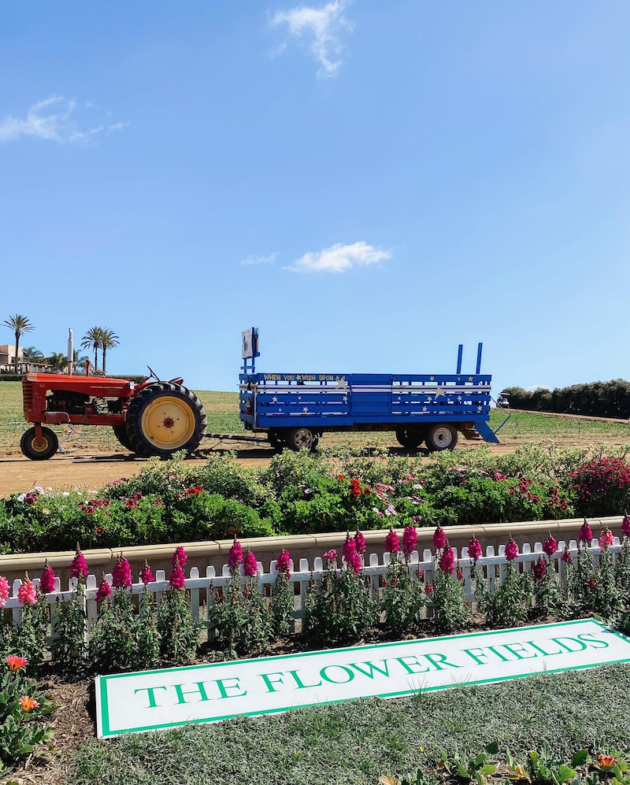 The Flower Fields