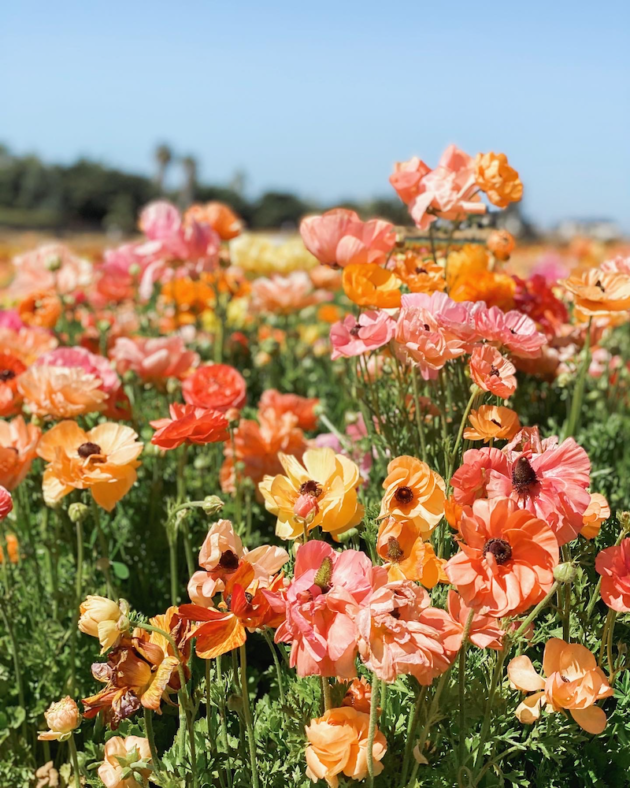 The Flower Fields Carlsbad