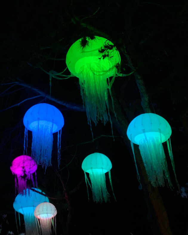 Moon Jellyfish Canopy SeaWorld San Diego