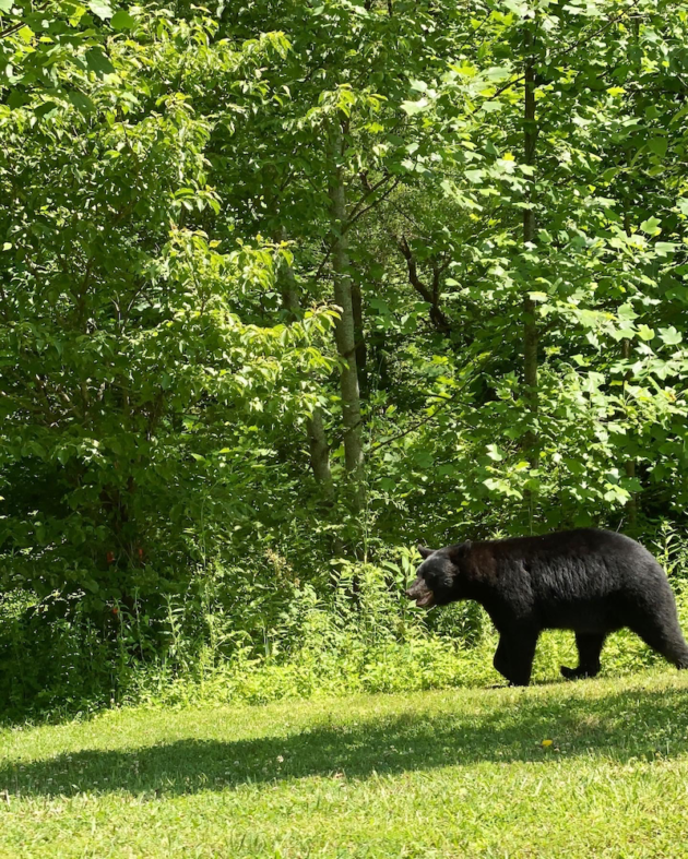 Bear at Great Smoky Mountains