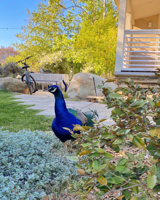 Peacock at Ventura Ranch KOA